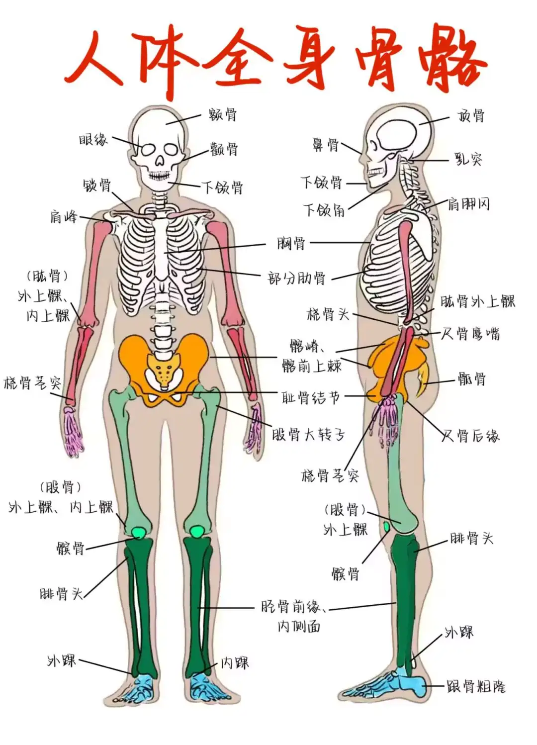 人体生殖系统示意图
